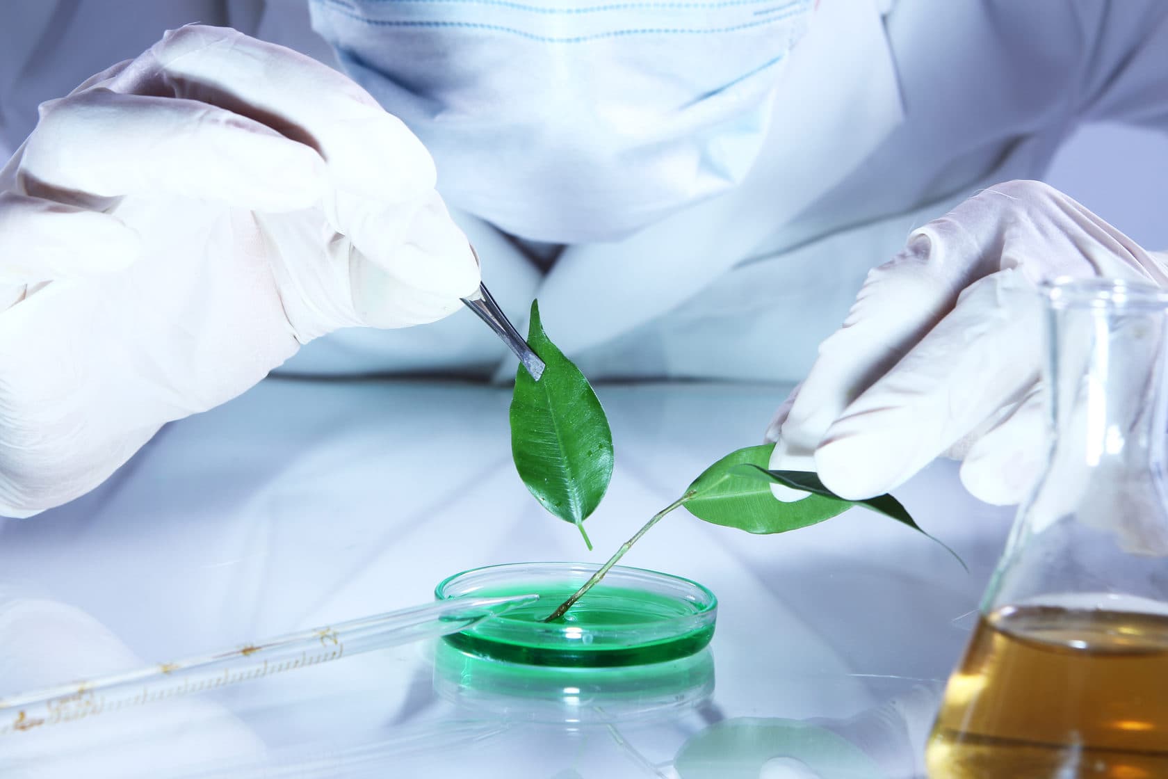 Laboratory specialist treating leaves in a petri dish