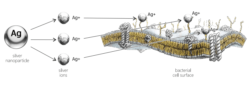 Inhibition of proteins-receptors of ethylene, a plant hormone of aging and maturation.